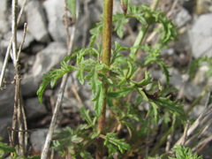 Scrophularia variegata