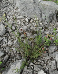 Scrophularia variegata