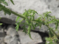 Scrophularia variegata