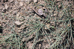 Ephedra monosperma