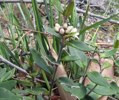 Leichhardtia suaveolens