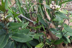 Leichhardtia suaveolens