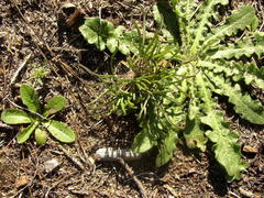 Oxalis polyphylla pentaphylla