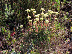 Crassula mollis