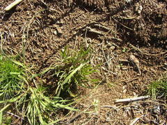 Oxalis polyphylla pentaphylla