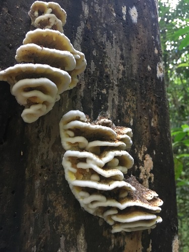 Gyrodontium sacchari image