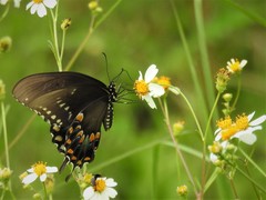 Papilio troilus image