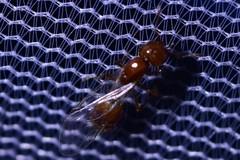 Solenopsis amblychila