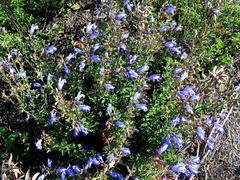Salvia muirii
