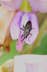 Idiella euidielloides