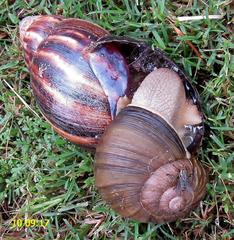 Natalina cafra cafra
