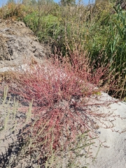 Corispermum hyssopifolium