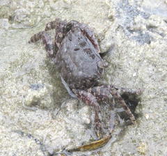Metopograpsus thukuhar