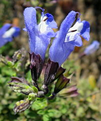 Salvia muirii