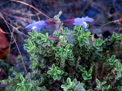 Salvia muirii