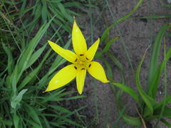 Pauridia canaliculata