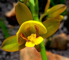 Eulophia platypetala