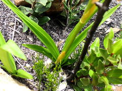 Eulophia platypetala