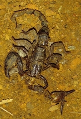 Heterometrinae