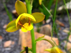 Eulophia platypetala
