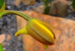 Eulophia platypetala