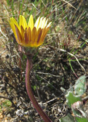 Arctotis angustifolia