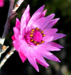 Syncarpha canescens canescens