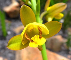 Eulophia platypetala