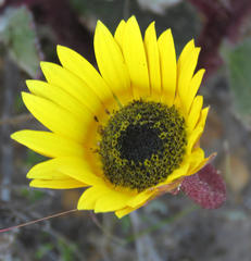 Arctotis angustifolia