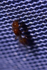 Solenopsis amblychila