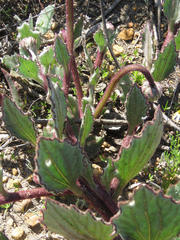 Arctotis angustifolia