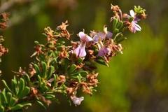Indigofera flabellata