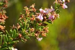 Indigofera flabellata
