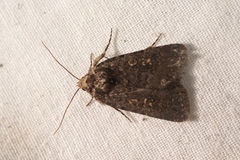 Caradrina germainii