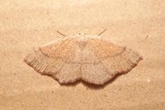 Cyclophora ruficiliaria
