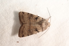 Eugnorisma arenoflavida