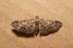 Eupithecia inturbata