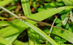 Ceriagrion olivaceum