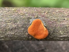 Trichoderma rogersonii