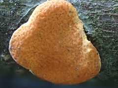 Trichoderma rogersonii