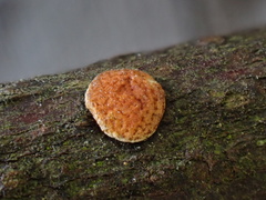Trichoderma rogersonii