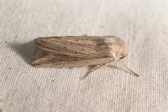 Mythimna riparia