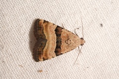 Pseudozarba bipartita