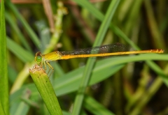 Ceriagrion chromothorax