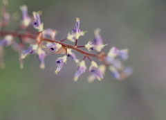 Grona heterocarpos angustifolia