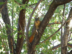 Sciurus niger