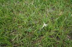 Rhynchospora nervosa