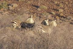 Equus zebra hartmannae