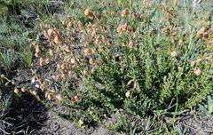 Hermannia concinnifolia