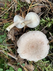 Lactarius vietus